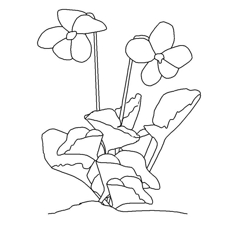 Flores #27787