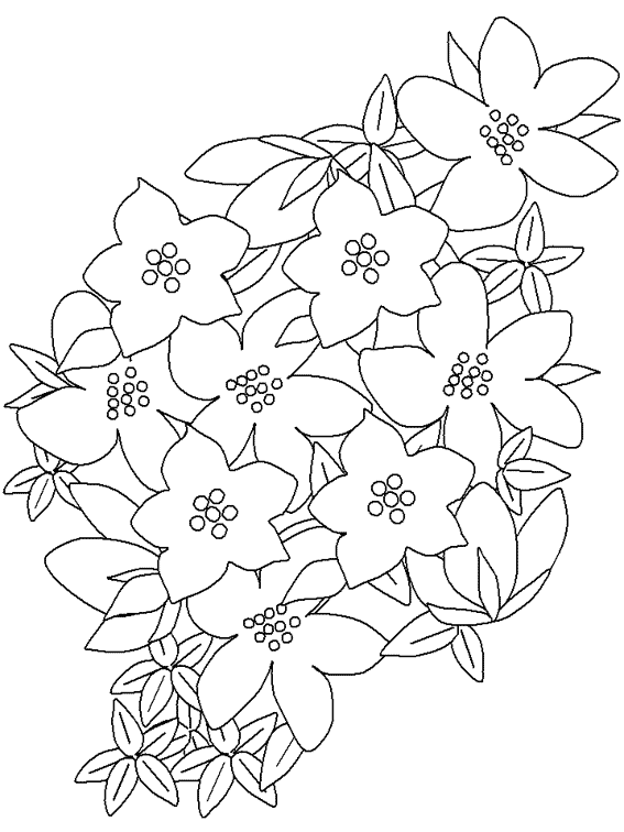 Flores #27792
