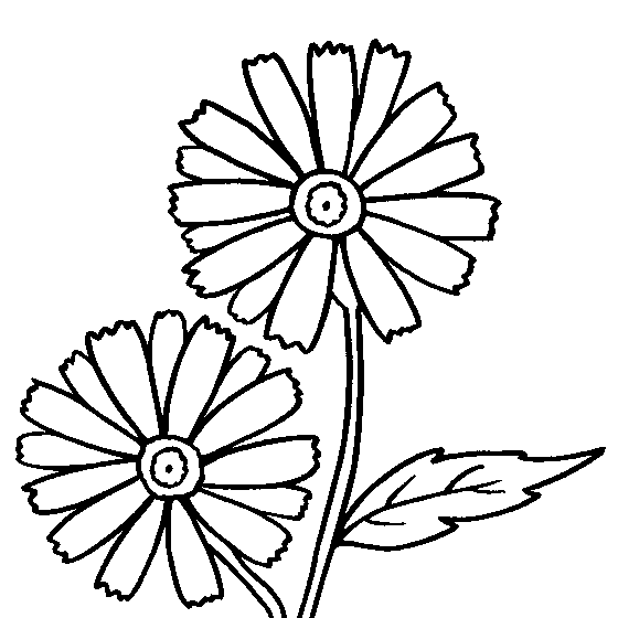 Flores #27798