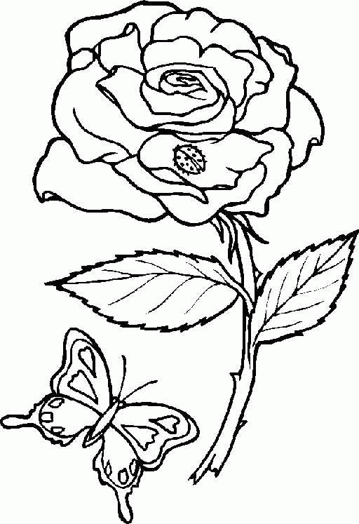 Flores #27799
