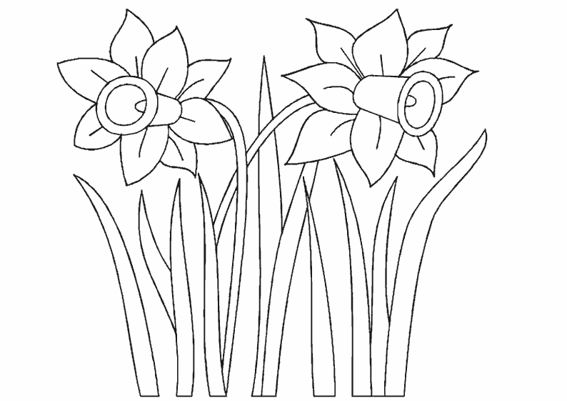 Flores #27808