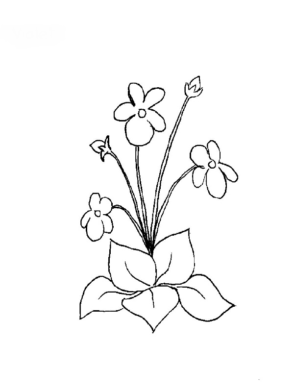 Flores #27819
