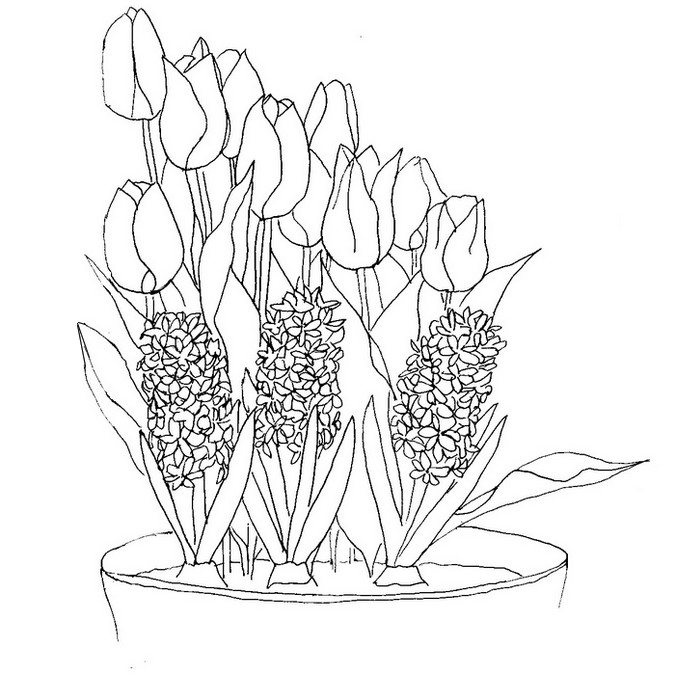 Flores #27827