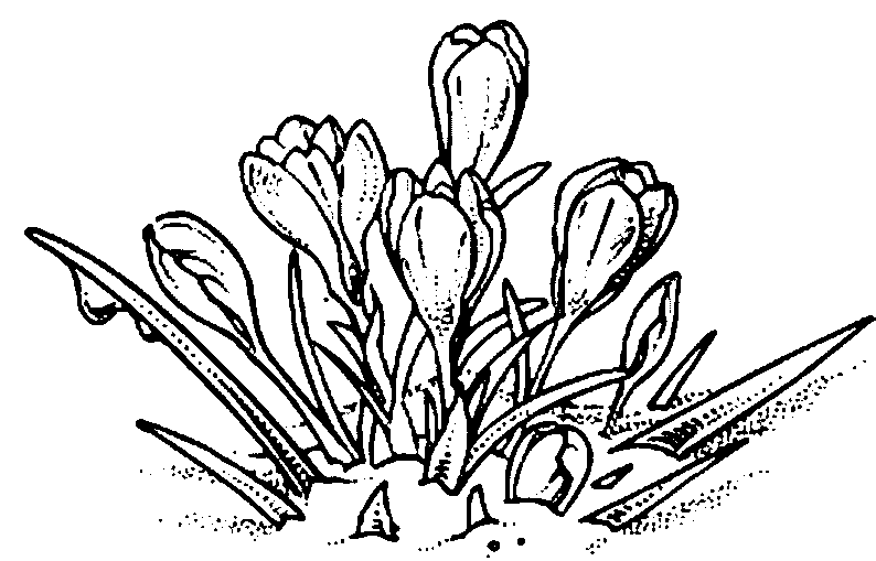 Flores #27829