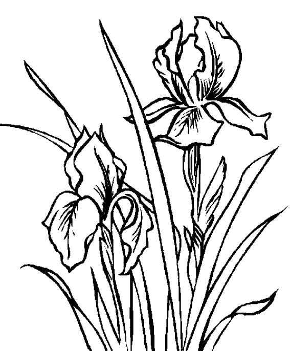 Flores #27831