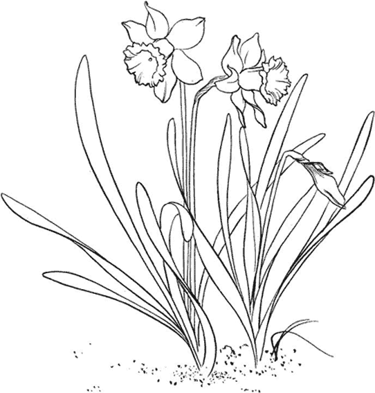 Flores #27834