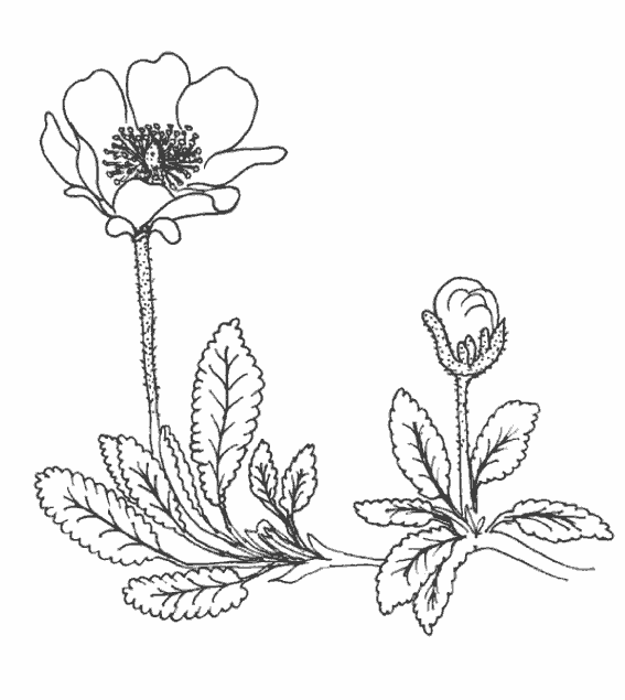 Flores #27835