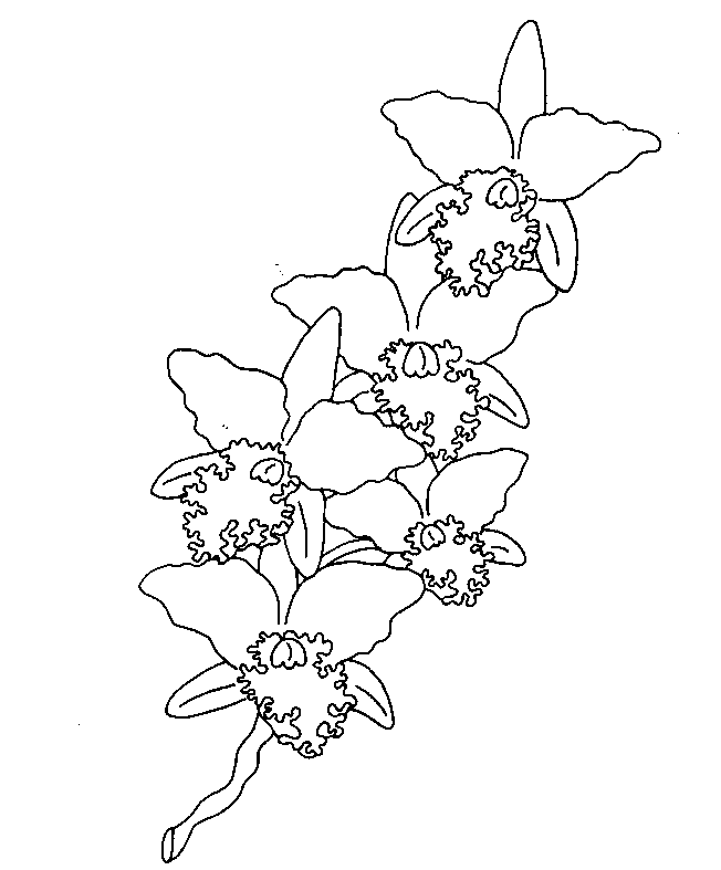 Flores #27839