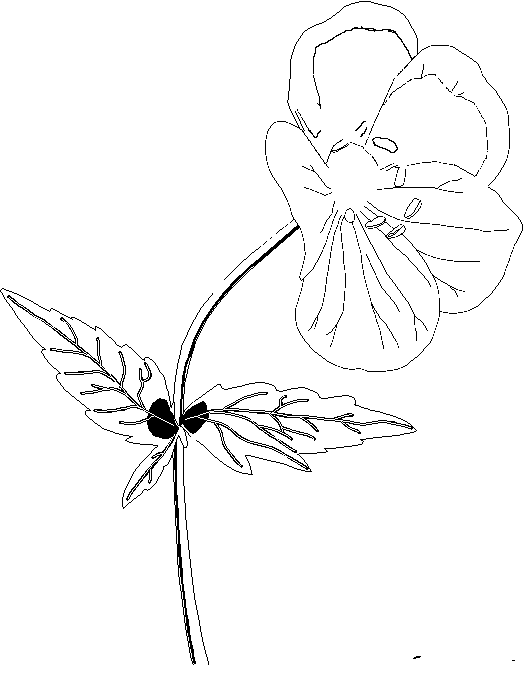 Flores #27845