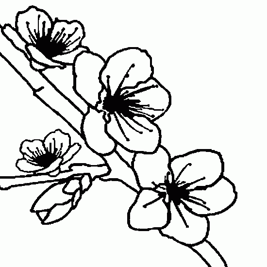 Flores #27847