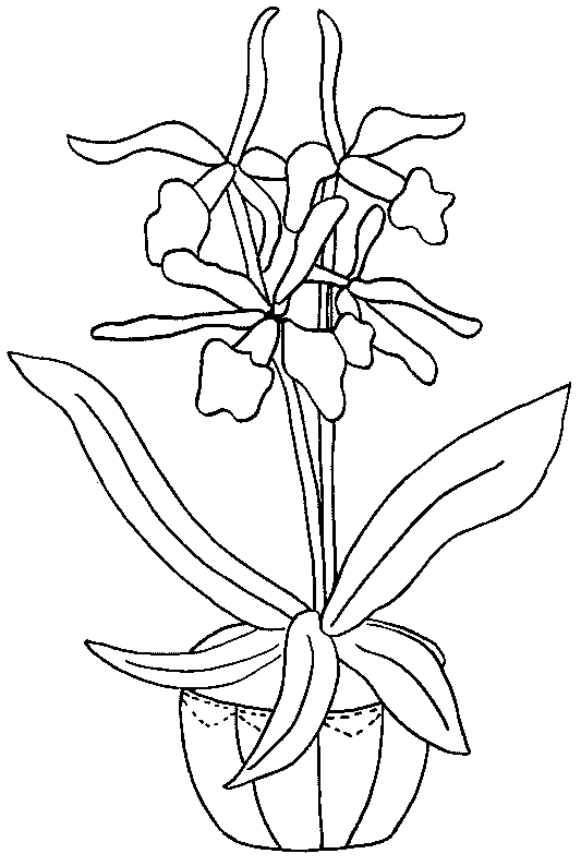 Flores #27867