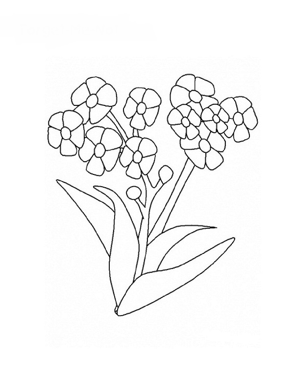 Flores #27871