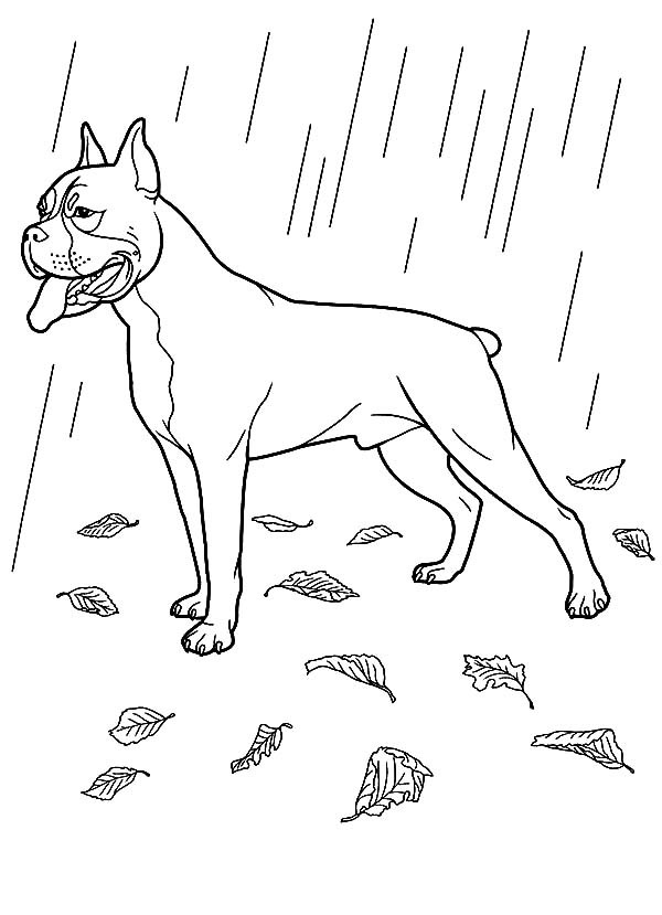 lluvia #28101