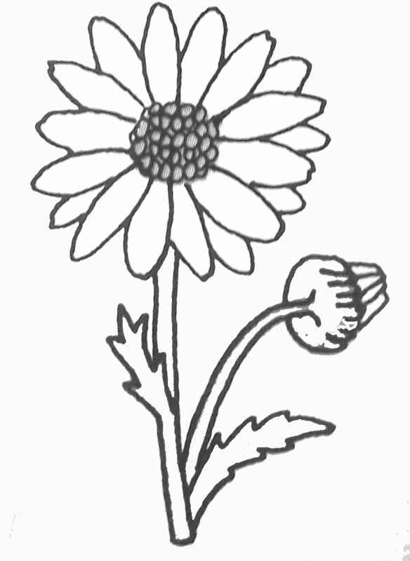 Margarita #28348