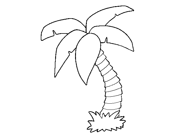 Palmera #28671