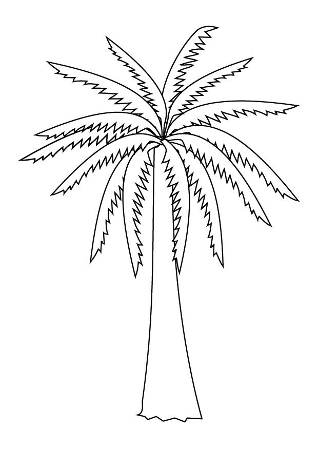 Palmera #28676