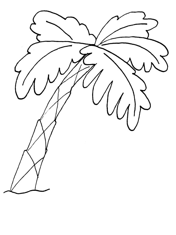 Palmera #28678