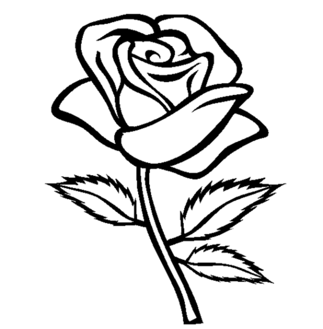 Rosas #29035