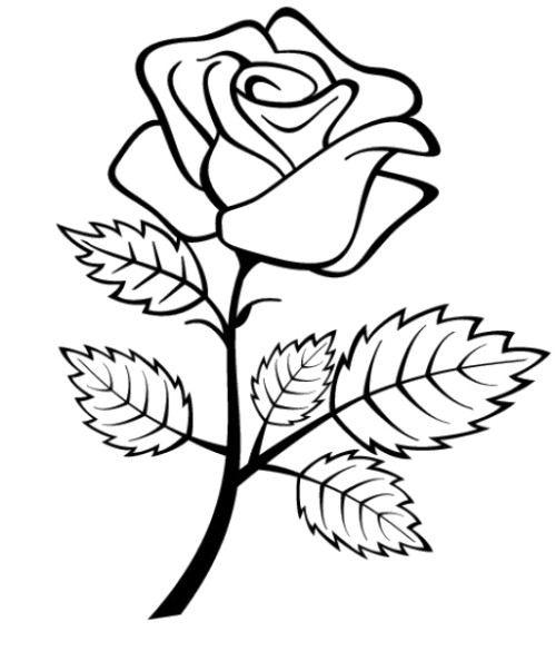 Rosas #29038