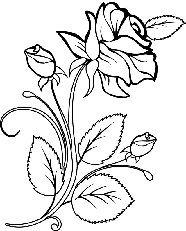 Rosas #29042