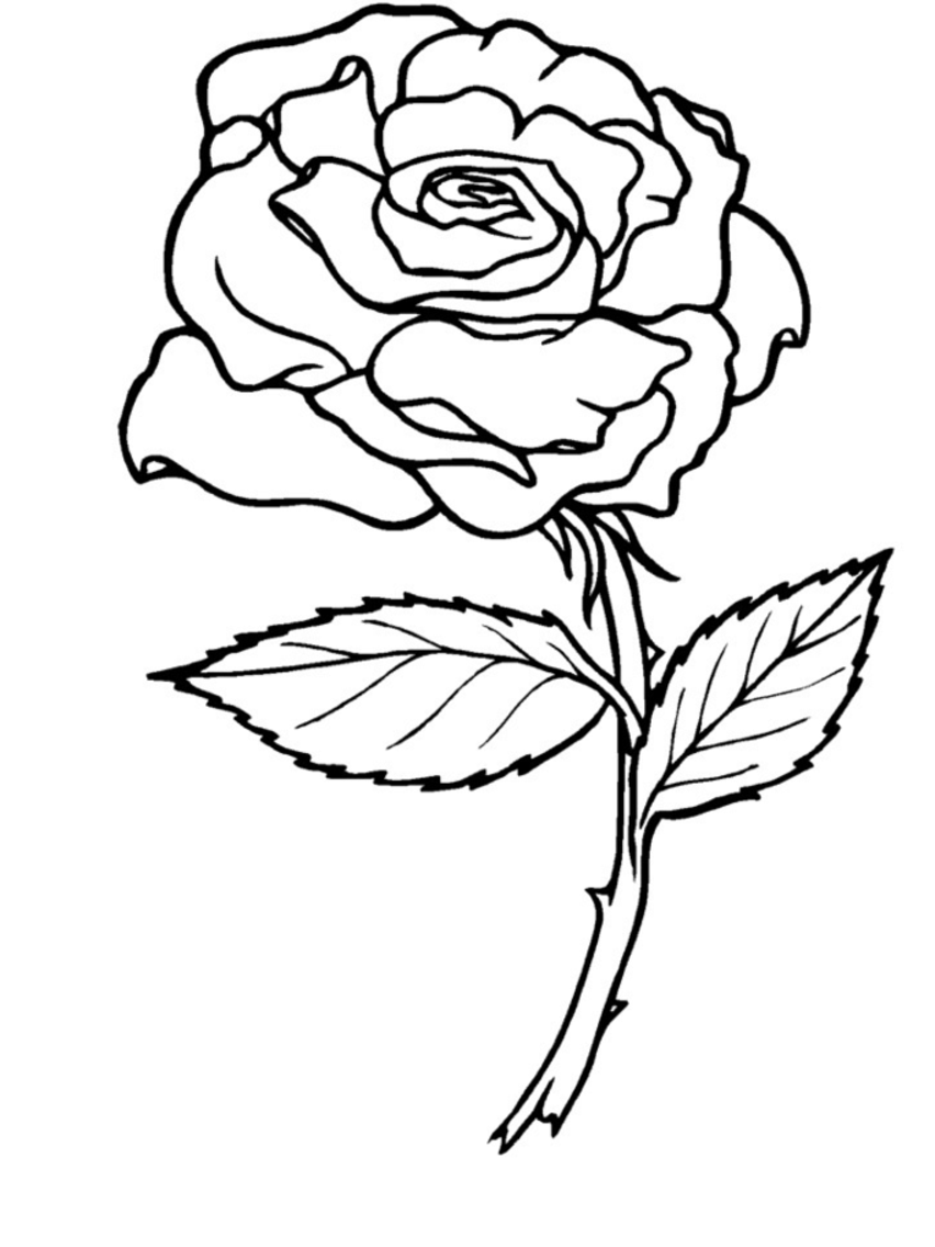 Rosas #29044