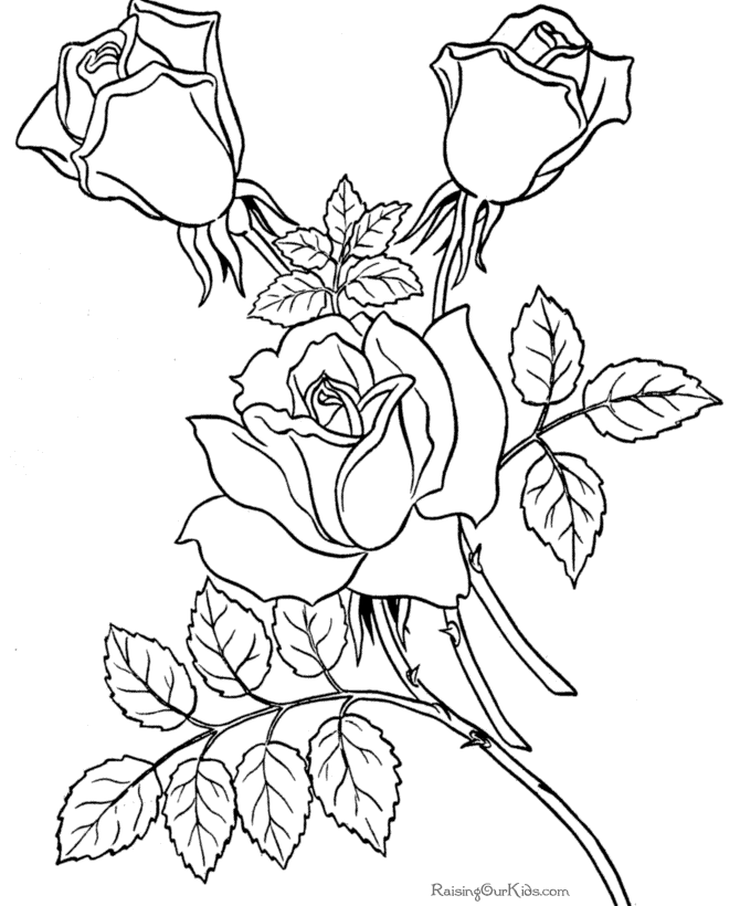 Rosas #29045