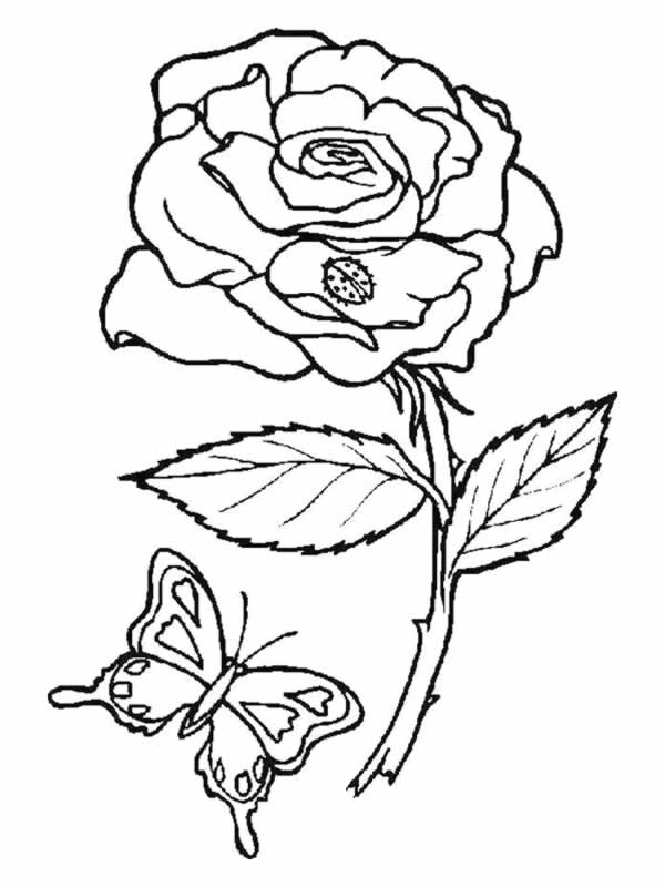 Rosas #29049
