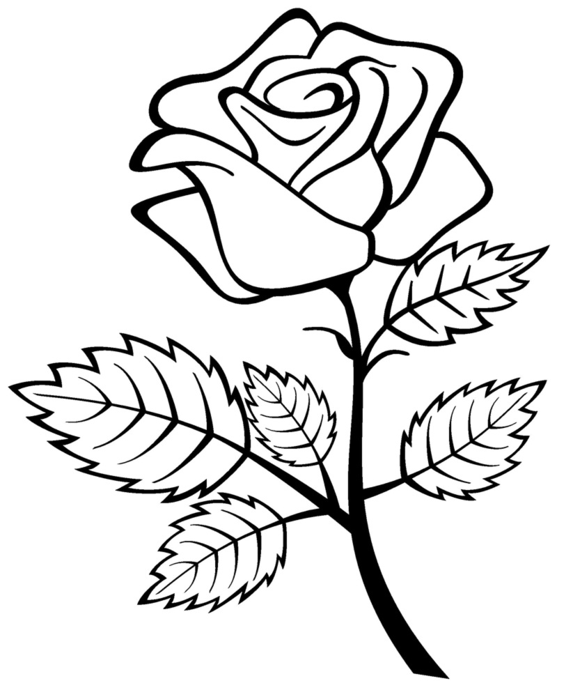 Rosas #29056