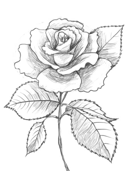 Rosas #29065