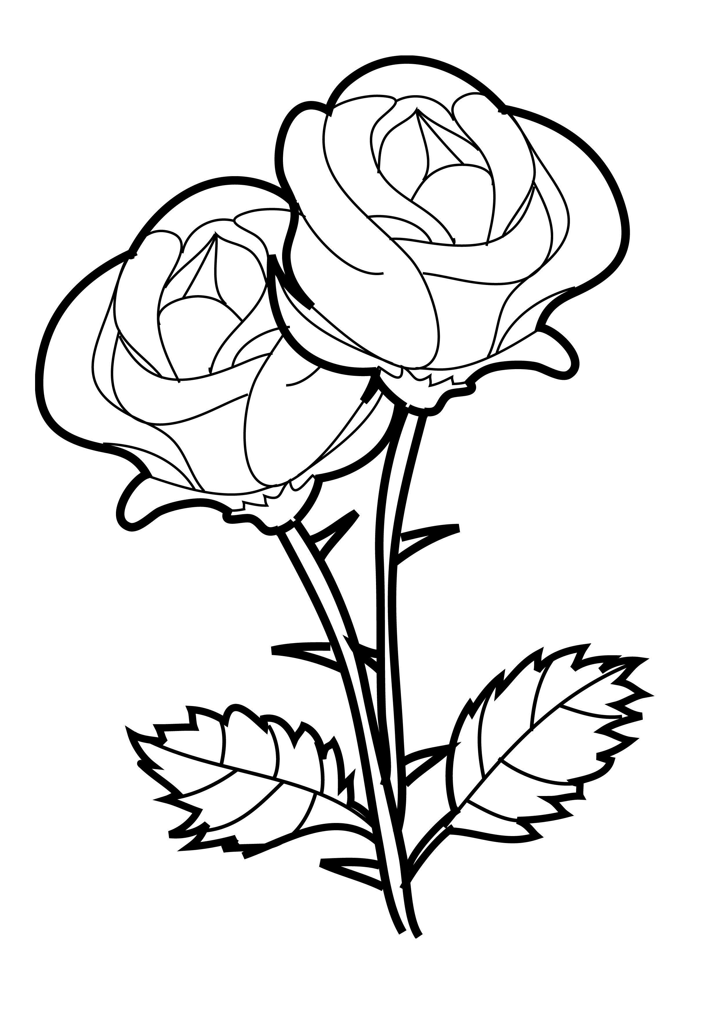 Rosas #29067