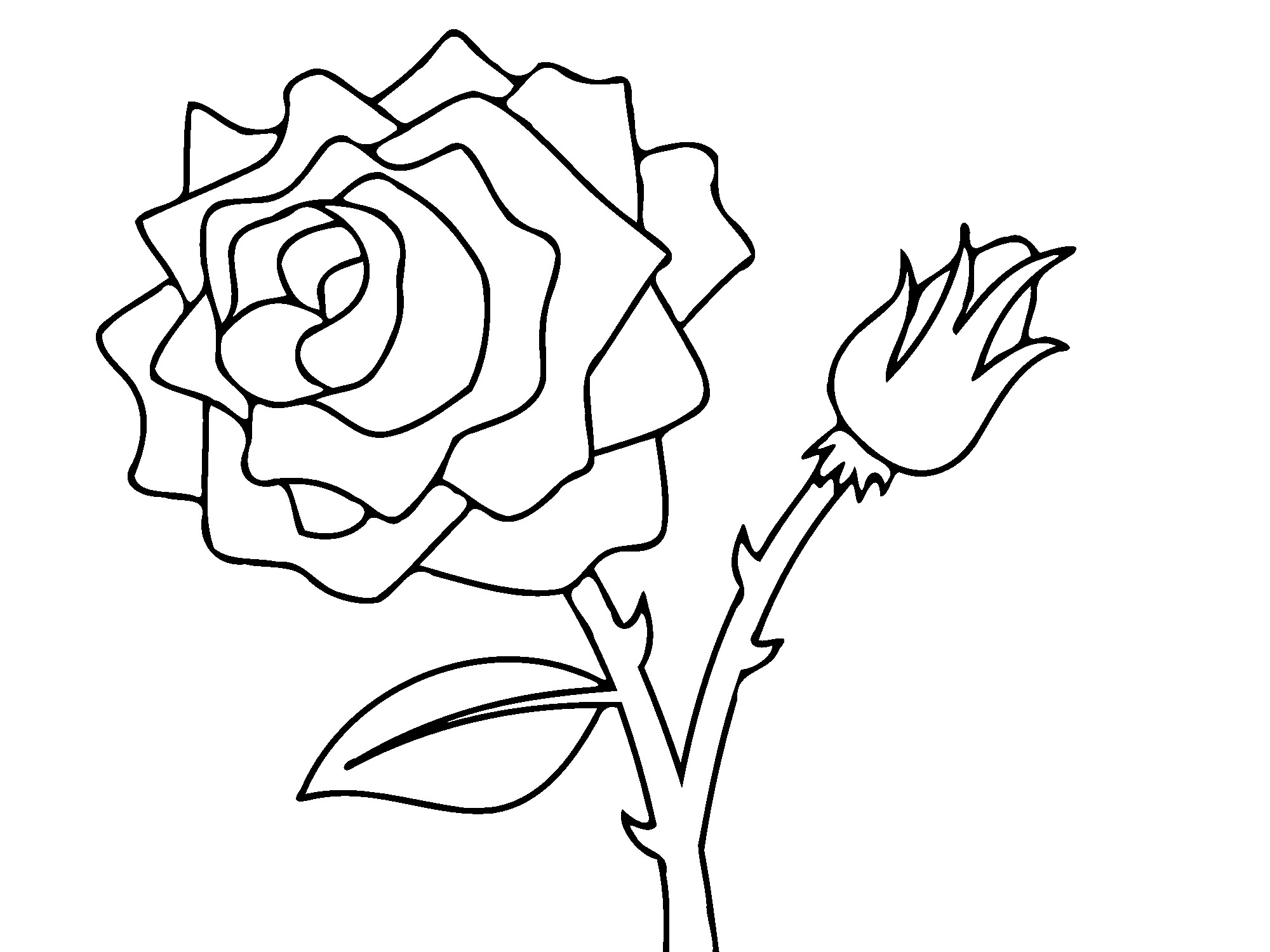 Rosas #29069
