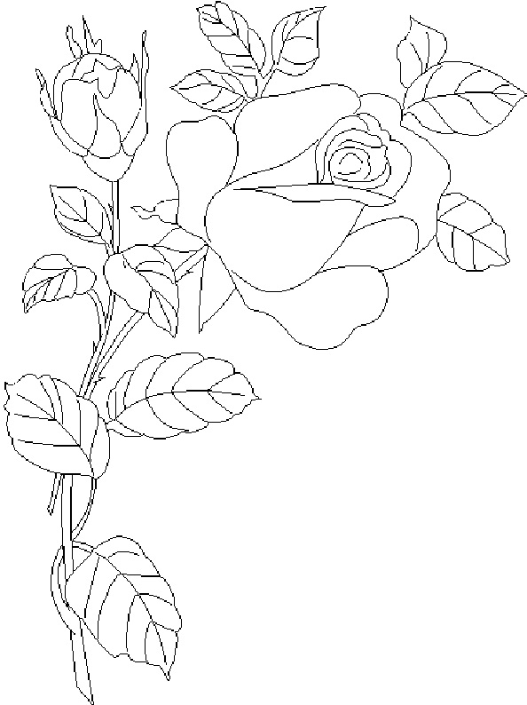 Rosas #29071