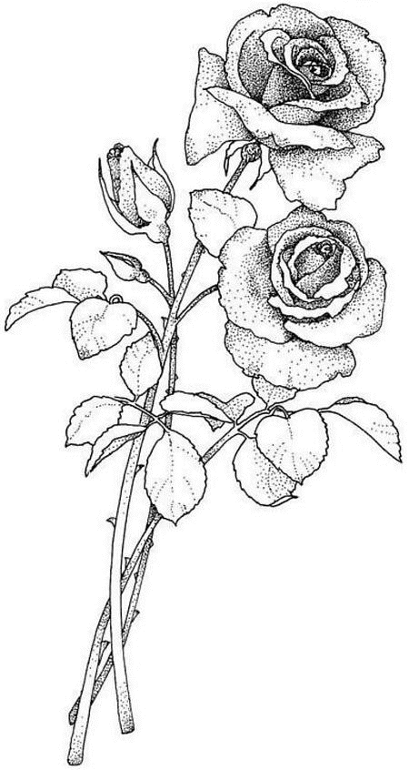 Rosas #29076