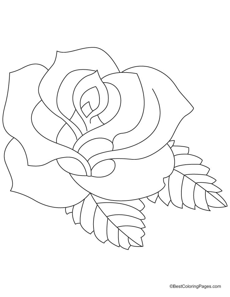 Rosas #29078