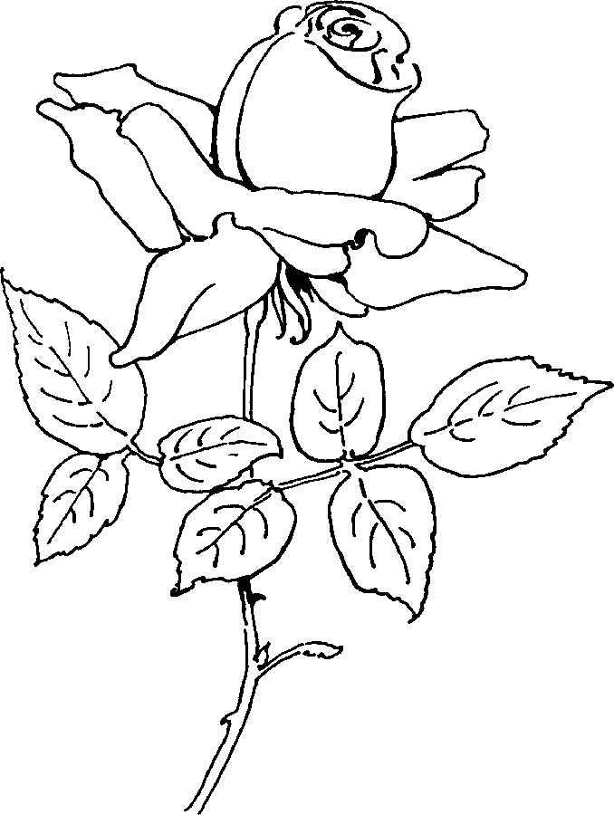 Rosas #29080