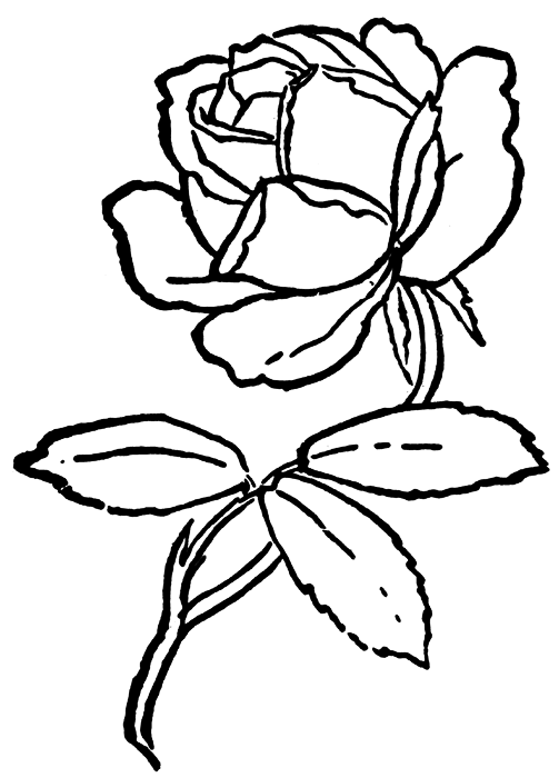 Rosas #29081