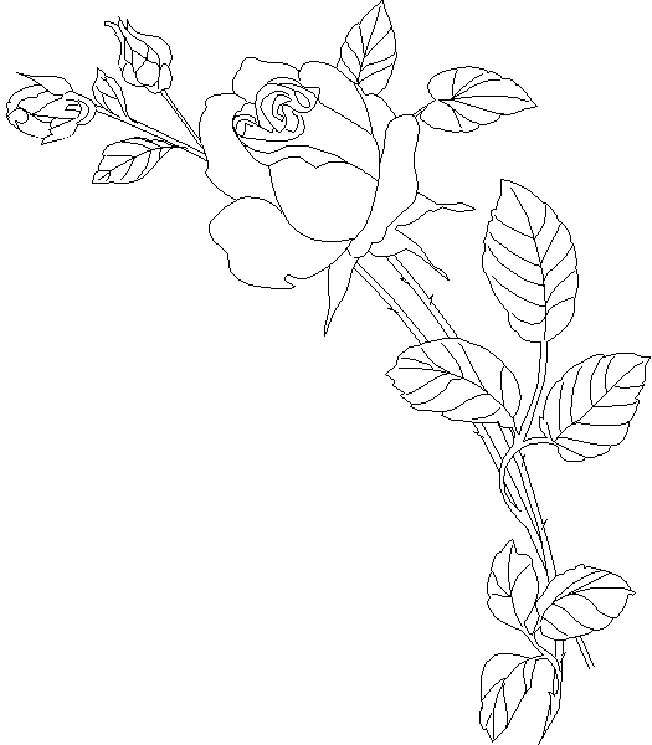 Rosas #29084