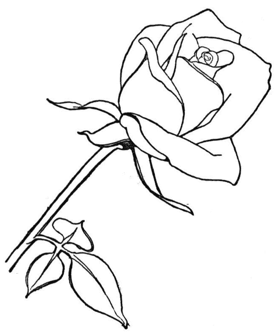 Rosas #29085
