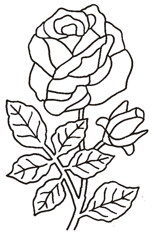 Rosas #29087