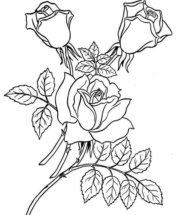 Rosas #29092