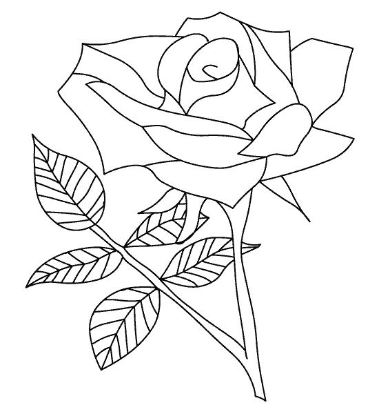 Rosas #29093