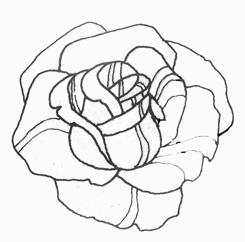 Rosas #29094