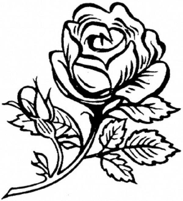 Rosas #29098