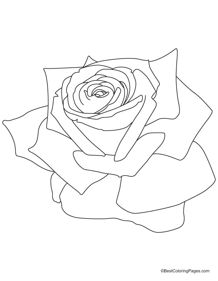 Rosas #29099