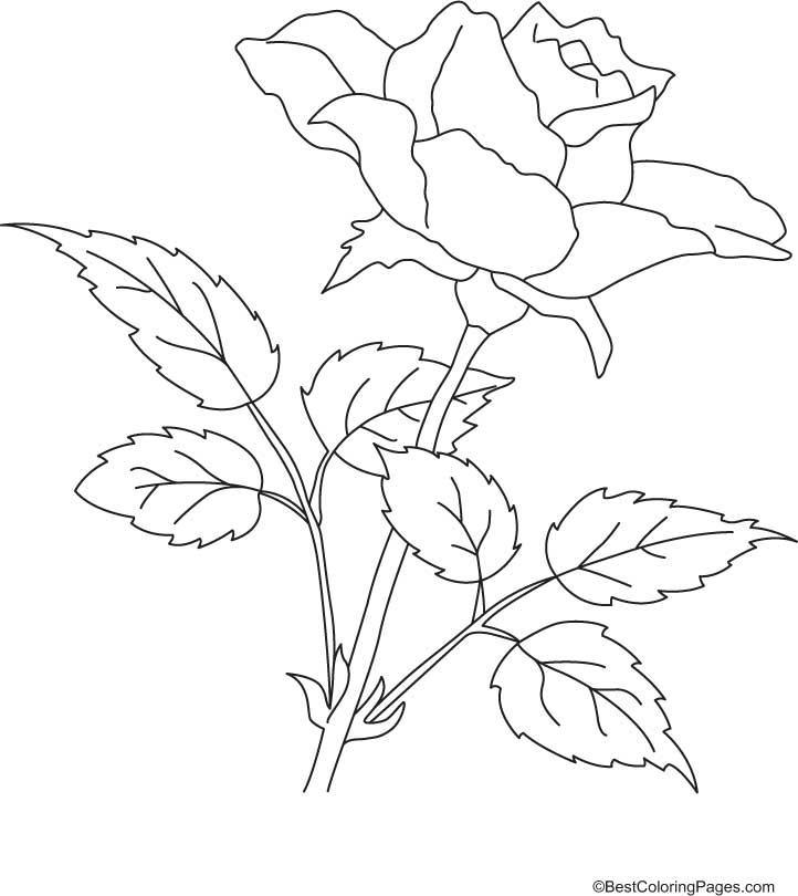 Rosas #29100