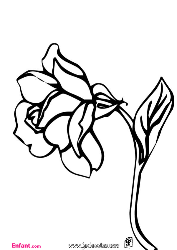 Rosas #29102