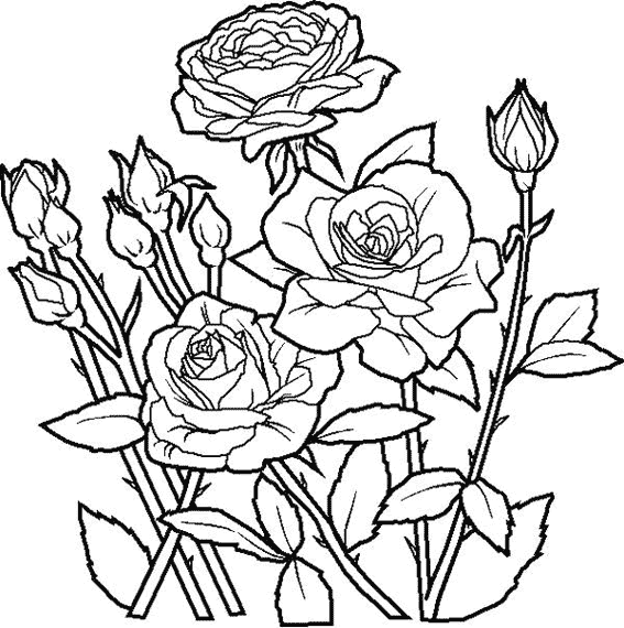 Rosas #29106