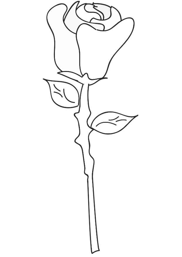 Rosas #29108