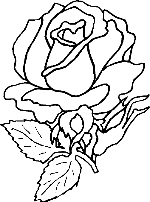Rosas #29109