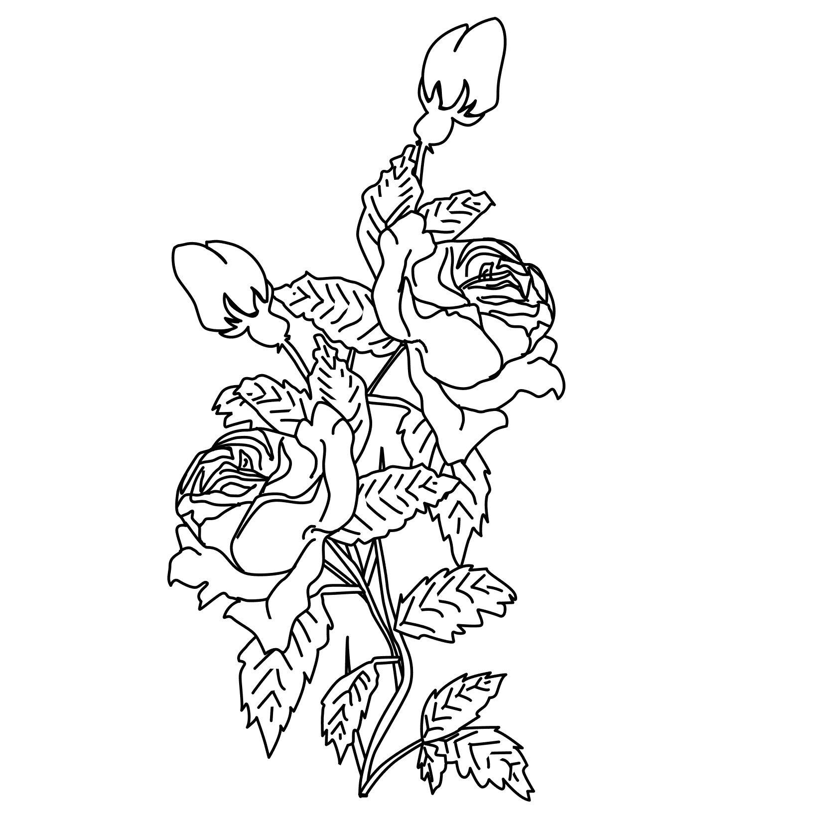 Rosas #29110